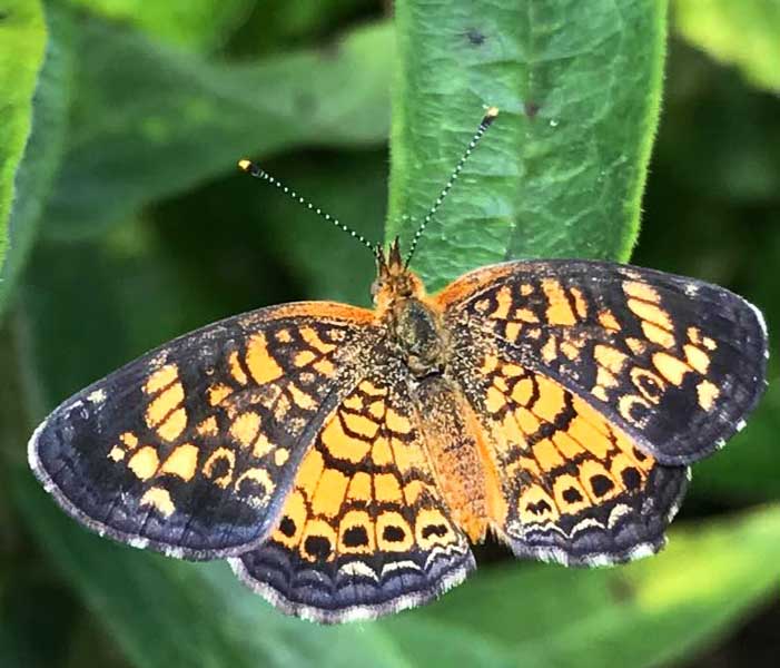 pearl crescent butterfly on a leaf